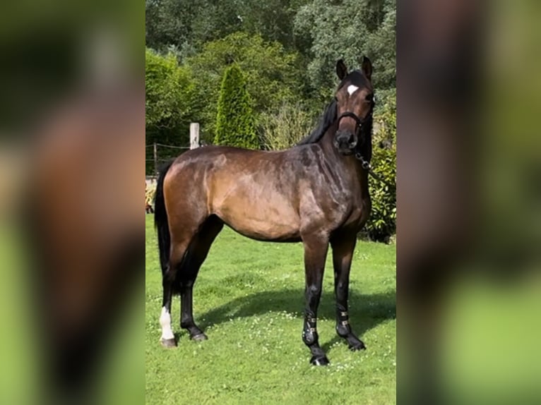 Oldenburger Stute 3 Jahre 168 cm Brauner in Puurs