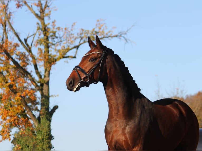 Oldenburger Stute 3 Jahre 168 cm Brauner in Bramsche