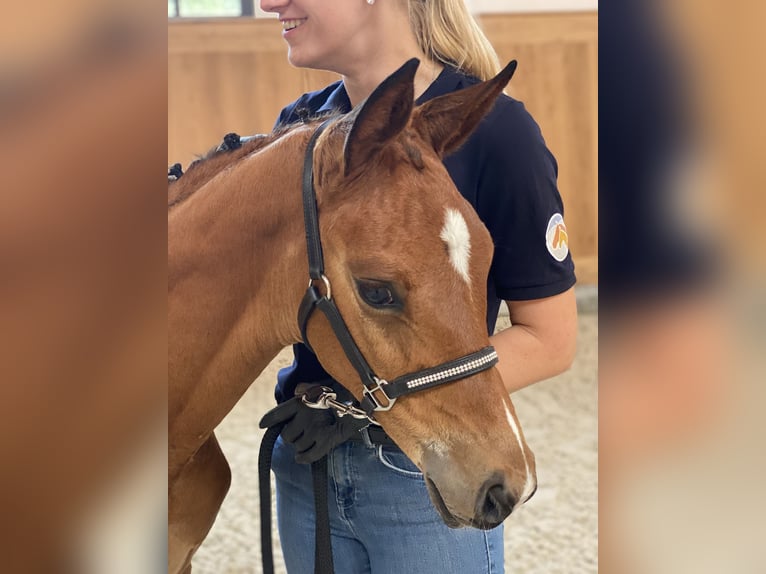 Oldenburger Stute 3 Jahre 168 cm Brauner in Blunk