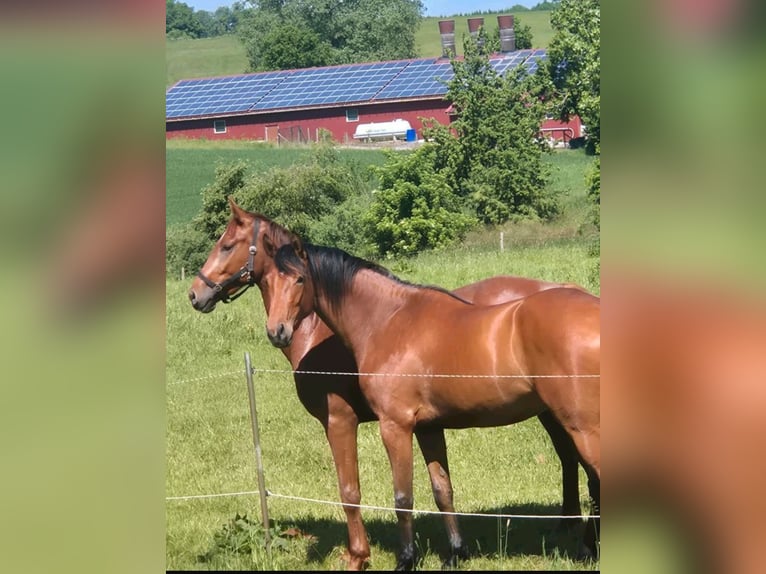Oldenburger Stute 3 Jahre 168 cm Brauner in Bad Wünnenberg