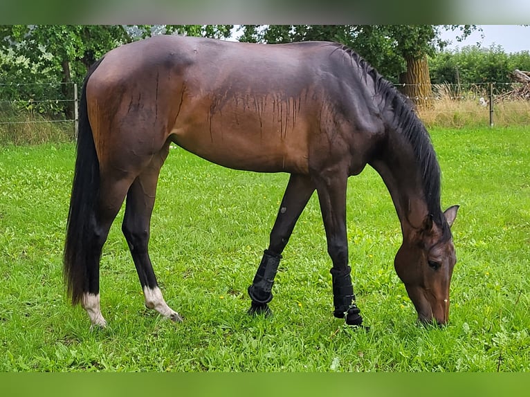 Oldenburger Stute 3 Jahre 168 cm Dunkelbrauner in Potsdam OT Satzkorn