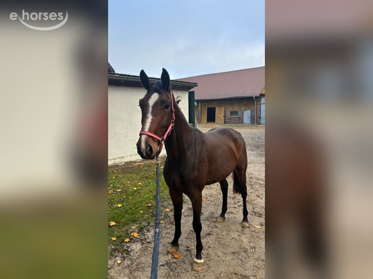 Oldenburger Stute 3 Jahre 168 cm Dunkelfuchs in Vechta