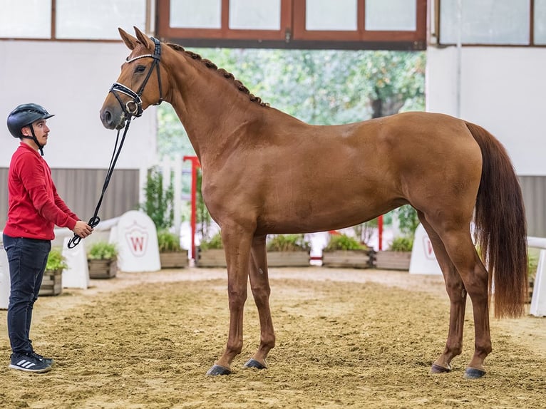 Oldenburger Stute 3 Jahre 168 cm Fuchs in Mnster-Handorf