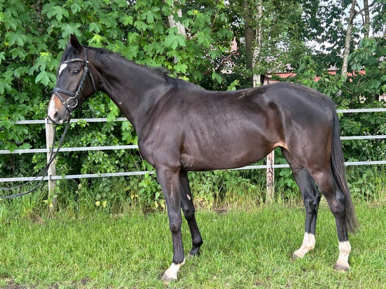 Oldenburger Stute 3 Jahre 168 cm Schwarzbrauner in Molbergen