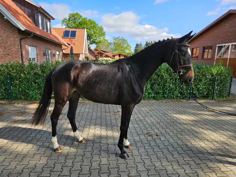 Oldenburger Stute 3 Jahre 168 cm Schwarzbrauner in Molbergen