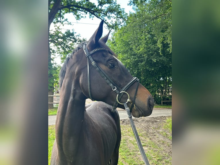 Oldenburger Stute 3 Jahre 168 cm Schwarzbrauner in Molbergen