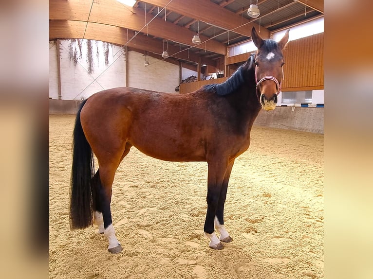Oldenburger Stute 3 Jahre 169 cm Brauner in Rehau