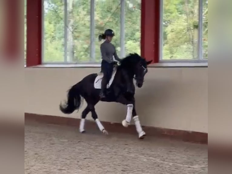 Oldenburger Stute 3 Jahre 169 cm Dunkelbrauner in Scheeßel