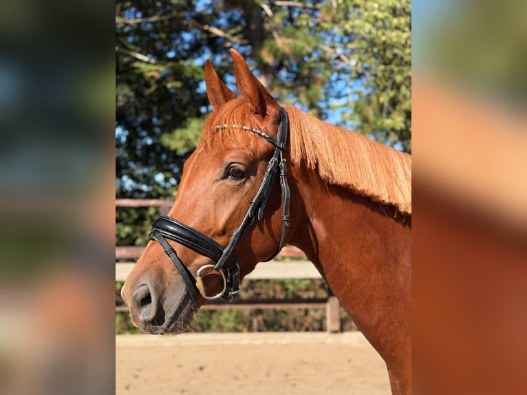 Oldenburger Stute 3 Jahre 169 cm Fuchs in Fröndenberg