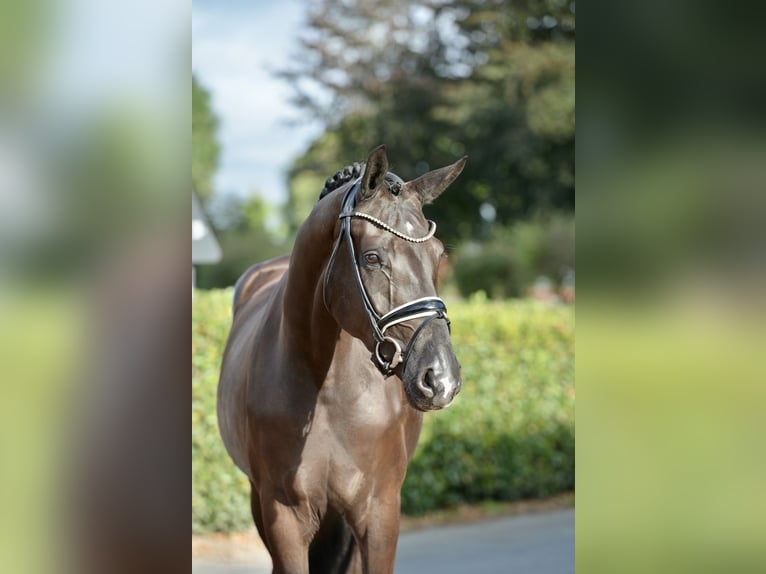 Oldenburger Stute 3 Jahre 169 cm Rappe in Vechta