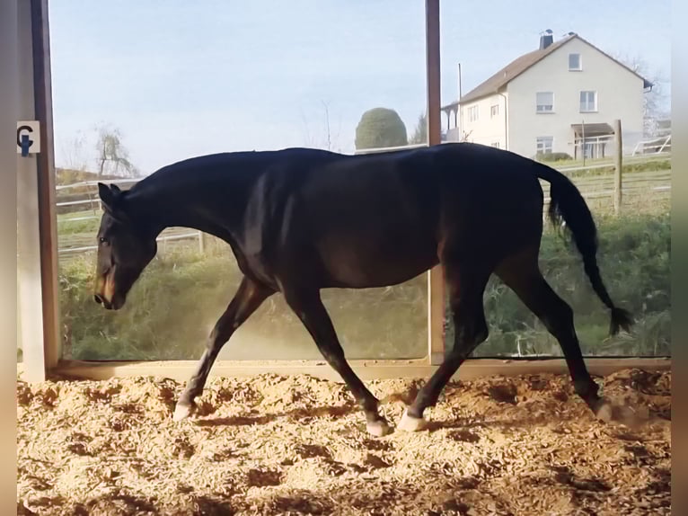 Oldenburger Stute 3 Jahre 170 cm Brauner in Neubrunn