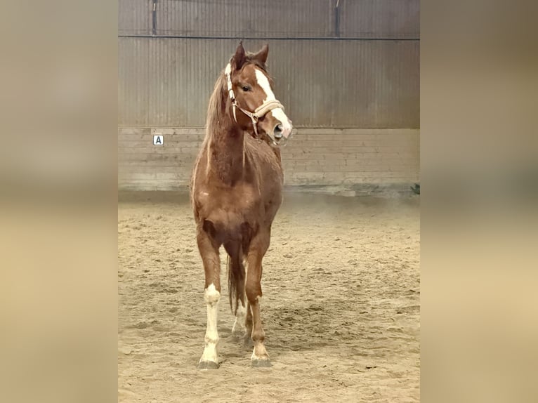 Oldenburger Stute 3 Jahre 170 cm Dunkelfuchs in Mainz