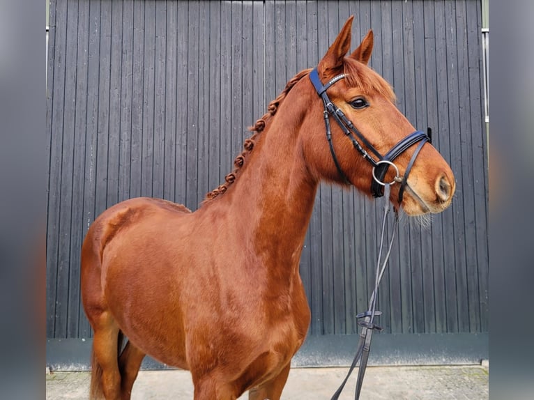 Oldenburger Stute 3 Jahre 170 cm Fuchs in Rastede