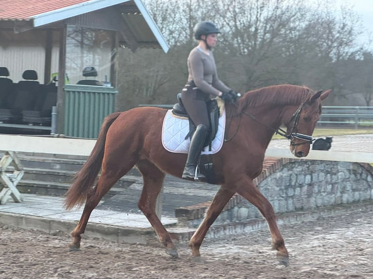 Oldenburger Stute 3 Jahre 170 cm Fuchs in Rastede
