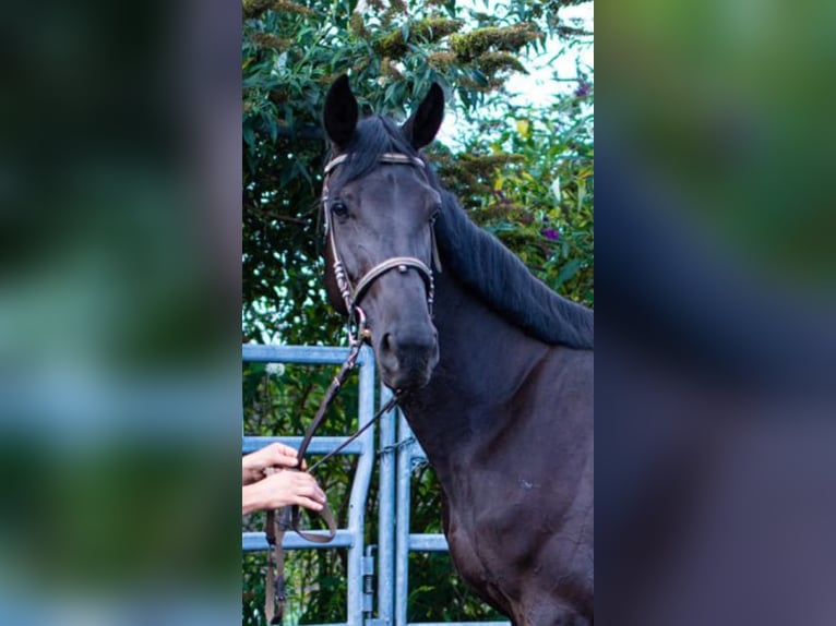 Oldenburger Stute 3 Jahre 170 cm Rappe in Moritzburg