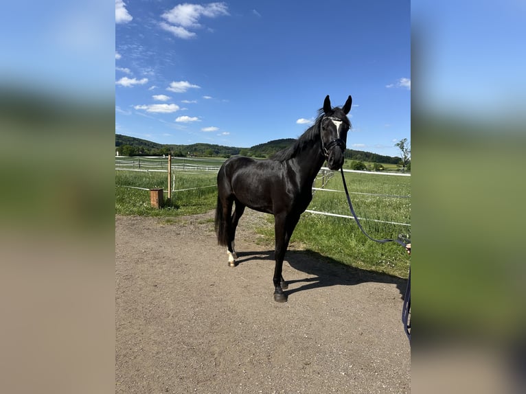 Oldenburger Stute 3 Jahre 170 cm Rappe in Thalm&#xE4;ssing