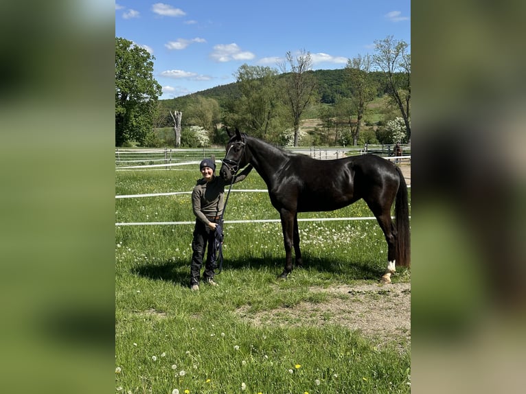 Oldenburger Stute 3 Jahre 170 cm Rappe in Thalm&#xE4;ssing