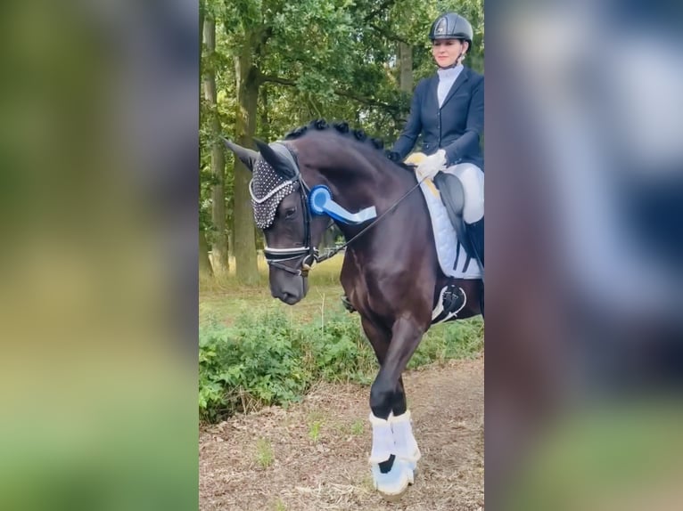 Oldenburger Stute 3 Jahre 170 cm Rappe in Berne
