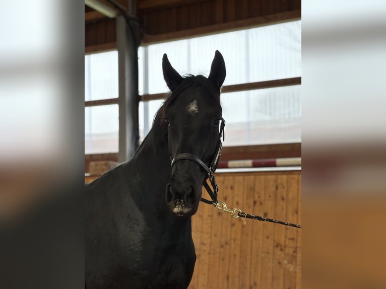 Oldenburger Stute 3 Jahre 170 cm Rappe in Barver