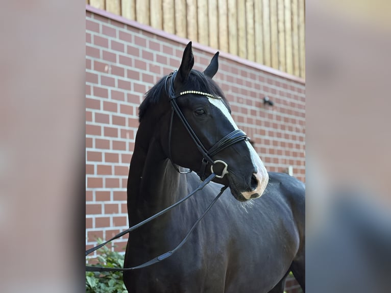 Oldenburger Stute 3 Jahre 170 cm Rappe in Barver