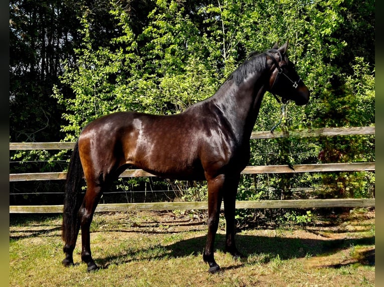 Oldenburger Stute 3 Jahre 170 cm Schwarzbrauner in Apen