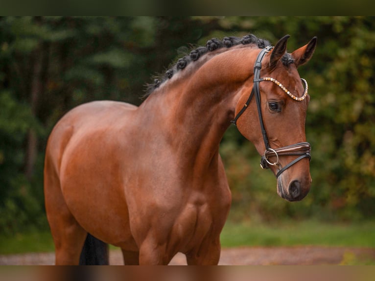 Oldenburger Stute 3 Jahre 171 cm Brauner in Wehringen