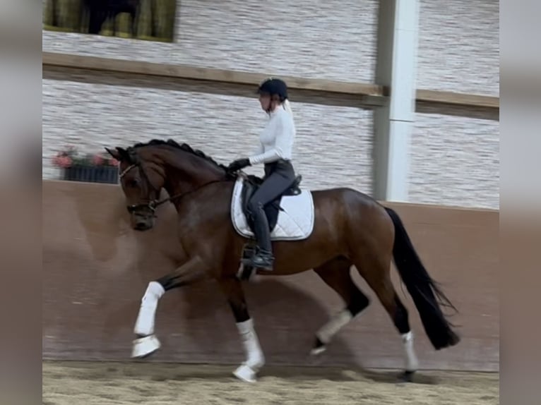 Oldenburger Stute 3 Jahre 171 cm Brauner in Wehringen