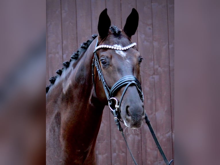 Oldenburger Stute 3 Jahre 171 cm Rappe in Adelshofen