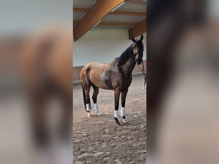 Oldenburger Stute 3 Jahre 172 cm Brauner in Blomberg