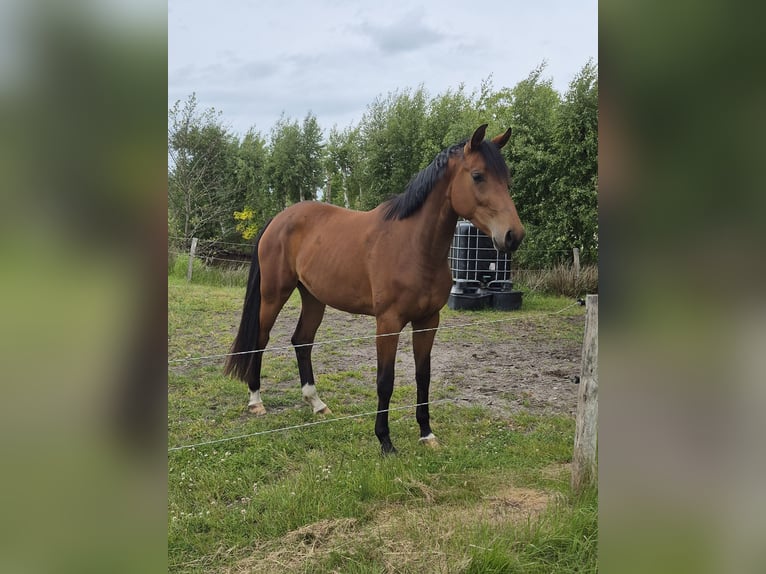 Oldenburger Stute 3 Jahre 172 cm Brauner in Blomberg