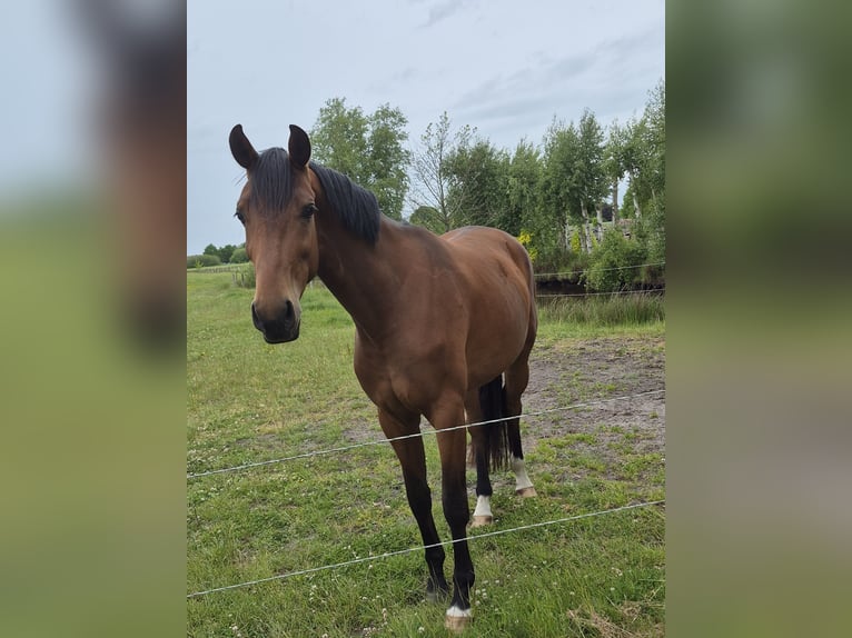 Oldenburger Stute 3 Jahre 172 cm Brauner in Blomberg