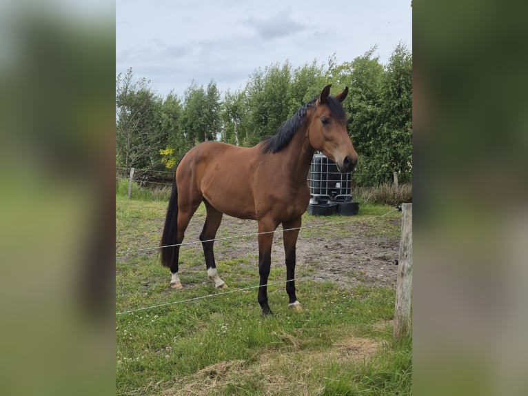 Oldenburger Stute 3 Jahre 172 cm Brauner in Blomberg