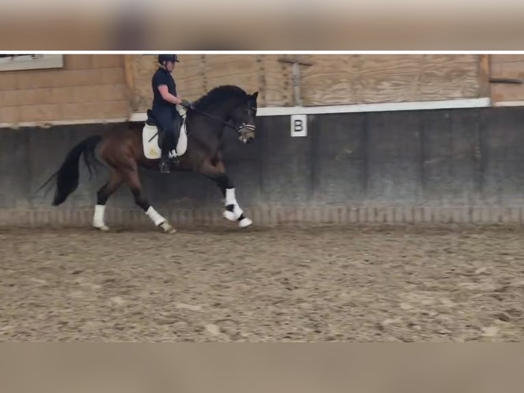 Oldenburger Stute 3 Jahre 172 cm Brauner in Blomberg