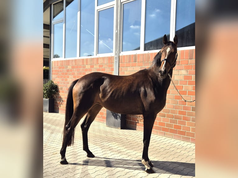 Oldenburger Stute 3 Jahre 172 cm Brauner in Westerstede