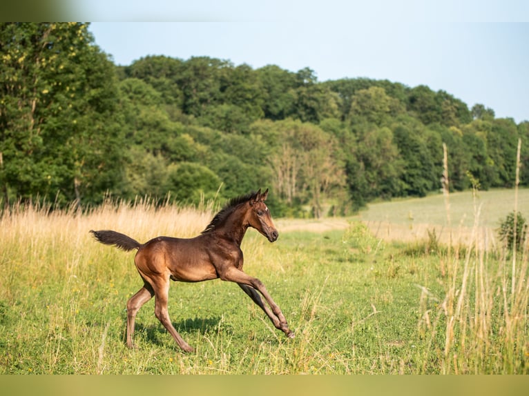 Oldenburger Stute 3 Jahre 172 cm Buckskin in Sondershausen