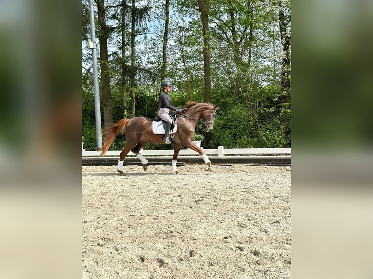 Oldenburger Stute 3 Jahre 172 cm Fuchs in Wülfrath