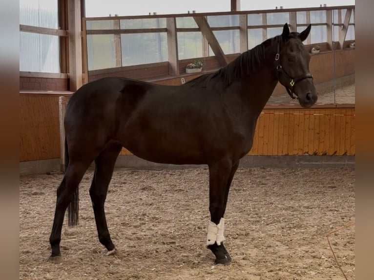 Oldenburger Stute 3 Jahre 172 cm Rappe in Barver