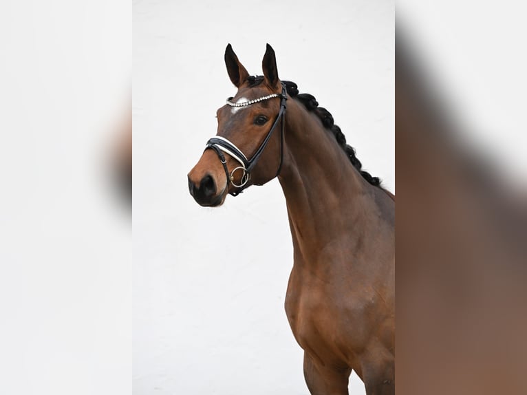 Oldenburger Stute 3 Jahre 173 cm Brauner in Tauberrettersheim