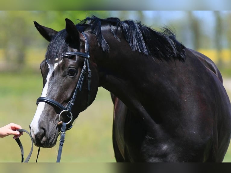 Oldenburger Stute 3 Jahre 173 cm in Stud