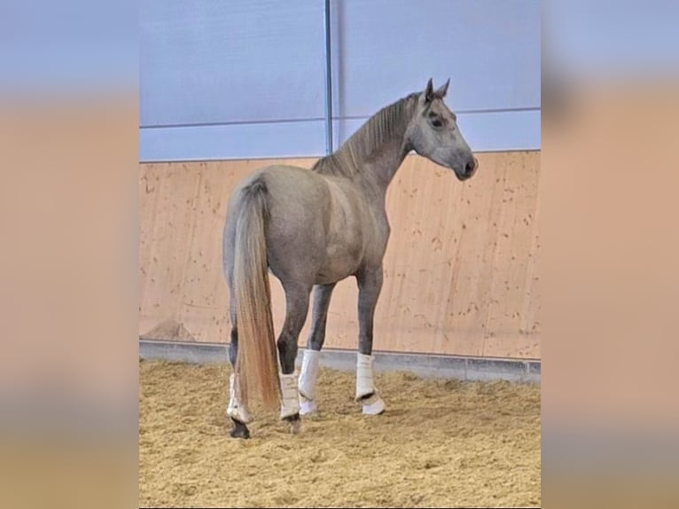 Oldenburger Stute 3 Jahre 173 cm Schimmel in Wolfsbach