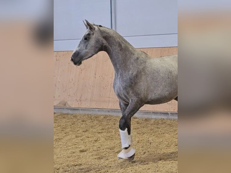 Oldenburger Stute 3 Jahre 173 cm Schimmel in Wolfsbach