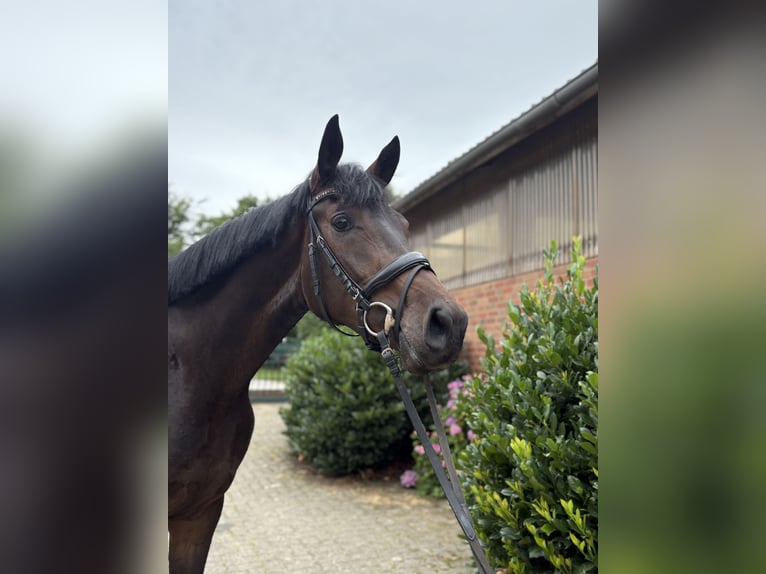 Oldenburger Stute 3 Jahre 174 cm in Verden (Aller)