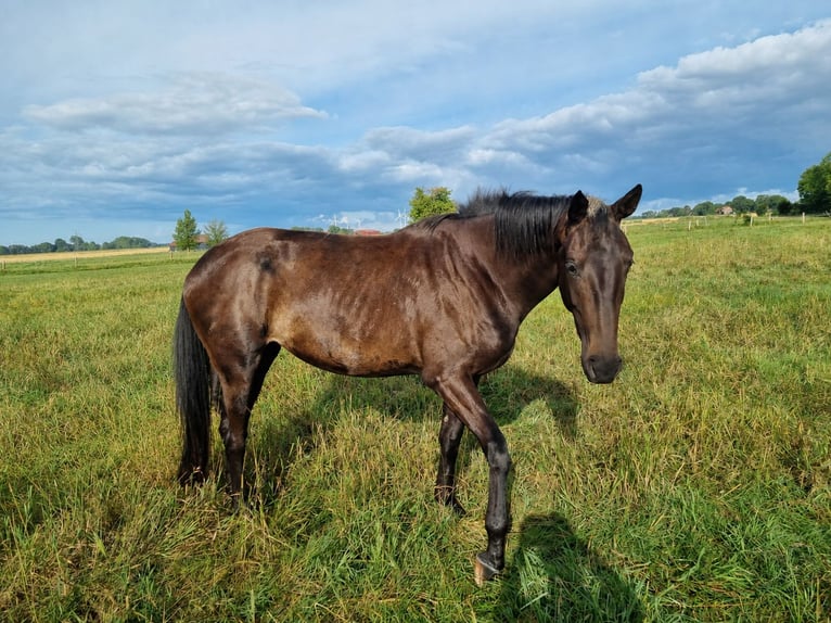 Oldenburger Stute 3 Jahre 177 cm Schwarzbrauner in Neugarmsiel