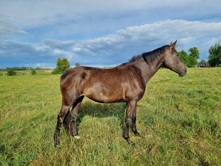 Oldenburger Stute 3 Jahre 177 cm Schwarzbrauner in Neugarmsiel