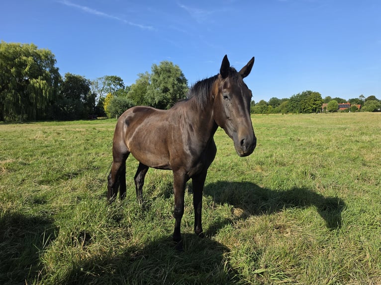 Oldenburger Stute 3 Jahre 177 cm Schwarzbrauner in Neugarmsiel