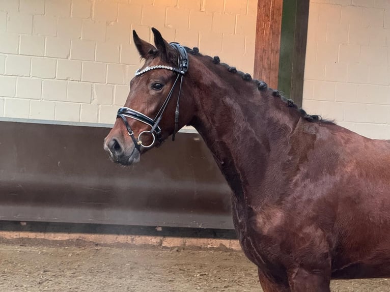 Oldenburger Stute 3 Jahre Brauner in Bramsche