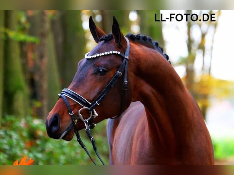 Oldenburger Stute 3 Jahre in Lienen