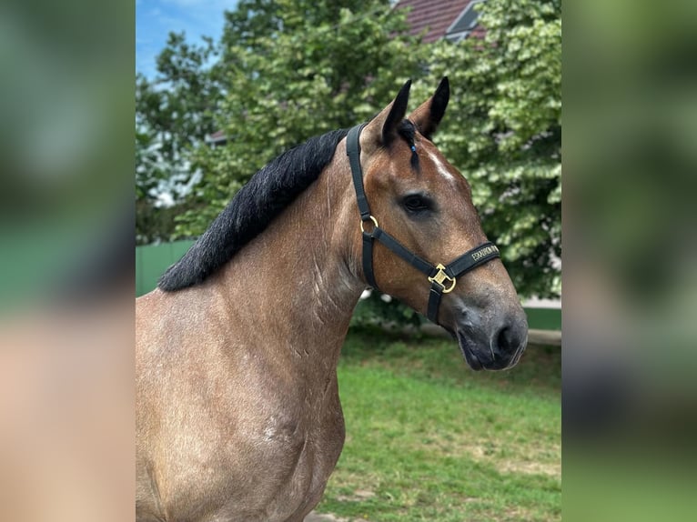 Oldenburger Stute 4 Jahre 153 cm Roan-Bay in Zwartewaal