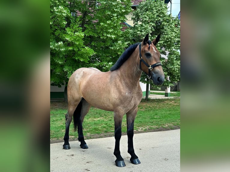 Oldenburger Stute 4 Jahre 153 cm Roan-Bay in Zwartewaal