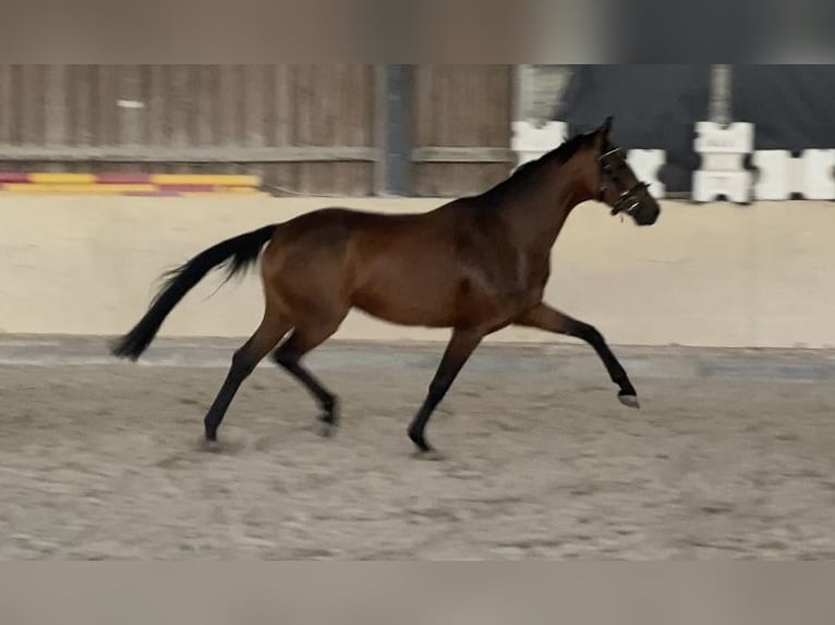 Oldenburger Stute 4 Jahre 158 cm Brauner in W&#xFC;rzburg